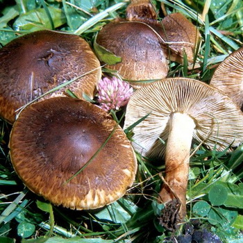 Description des champignons avec des chapeaux ridés