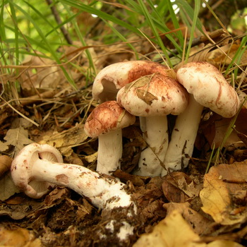 Chapeau aux champignons avec une jambe décalée ou manquante