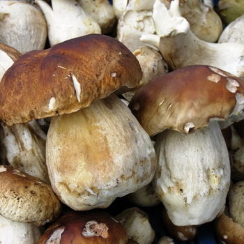 Tubularis gombák: ehető és ehető fajok